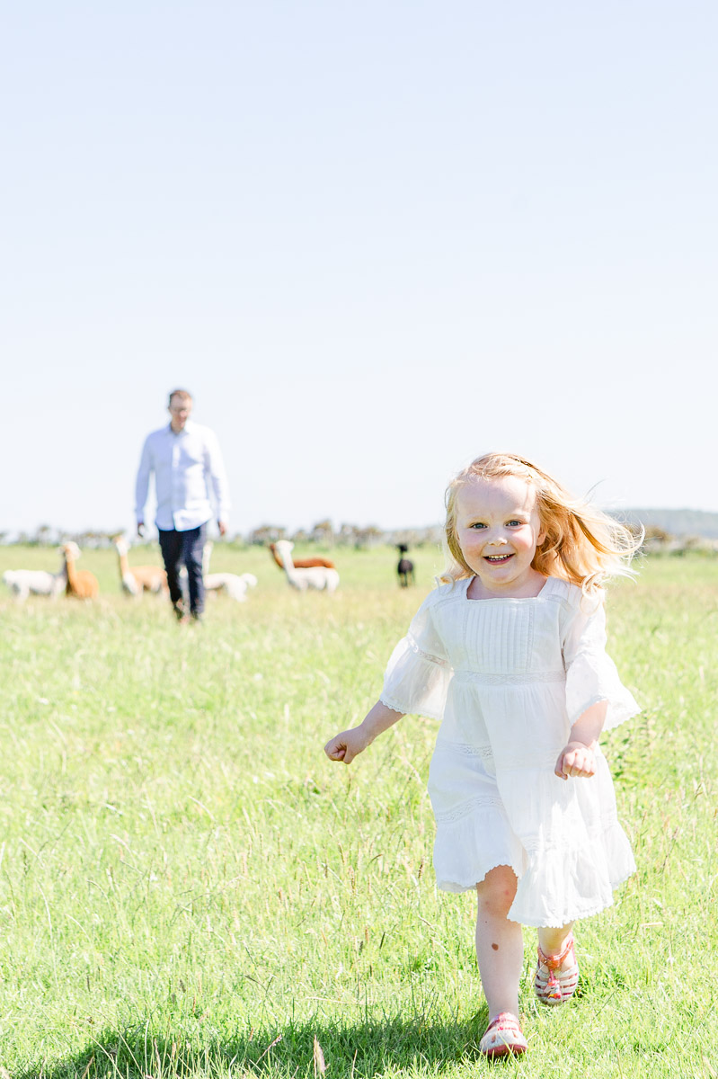 daughter running through field with dad and alpaca in the background